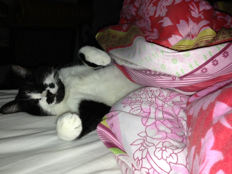 Black and White Cat — Relaxed, Night