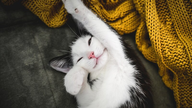 Black and White Cat — Relaxed, Photograph, Blanket