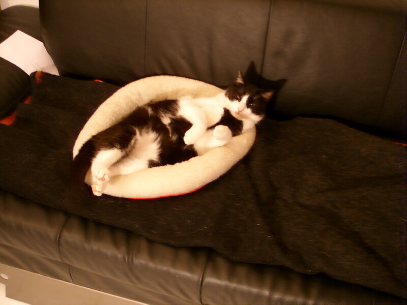 Black and White Cat — Relaxed, Photograph, Cat Bed