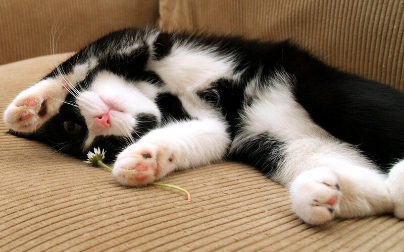 Black and White Cat — Relaxed, Photograph, Couch