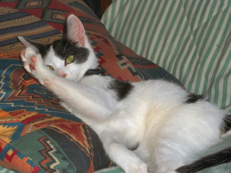 Black and White Cat — Relaxed, Photograph, Pillow
