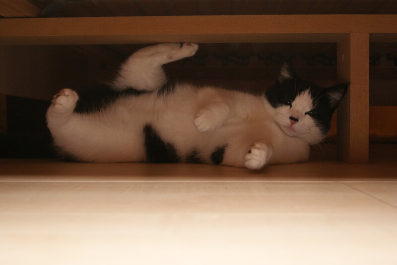 Black and White Cat — Relaxed, Photograph