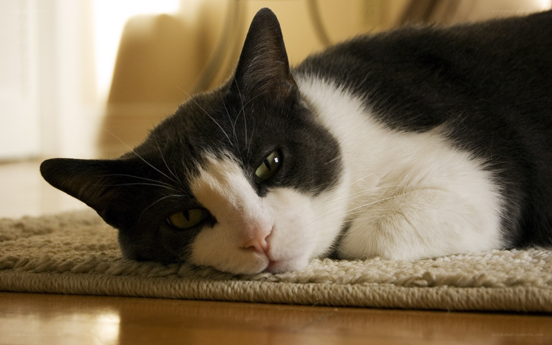 black and white cat resting