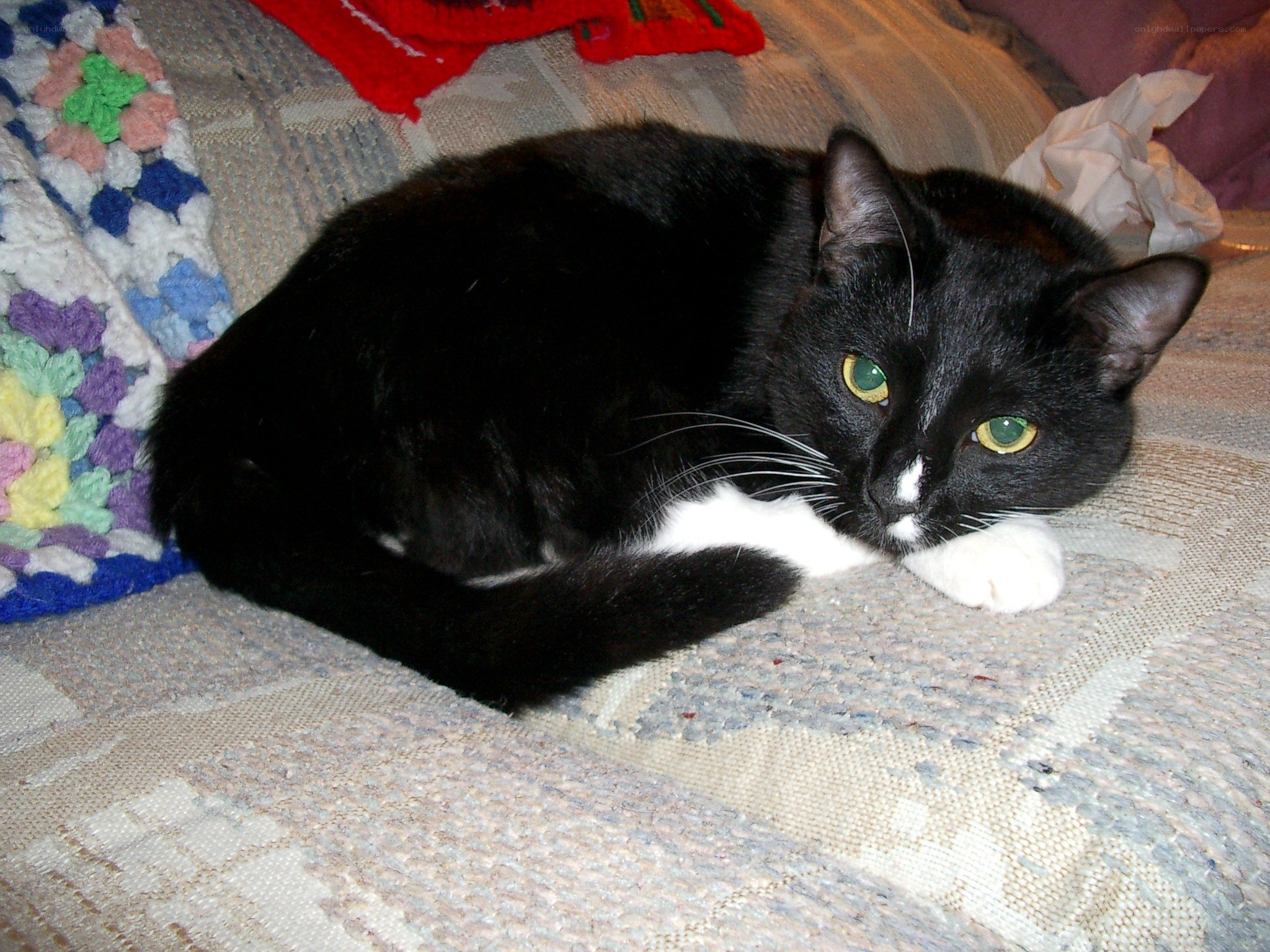 black and white cat resting