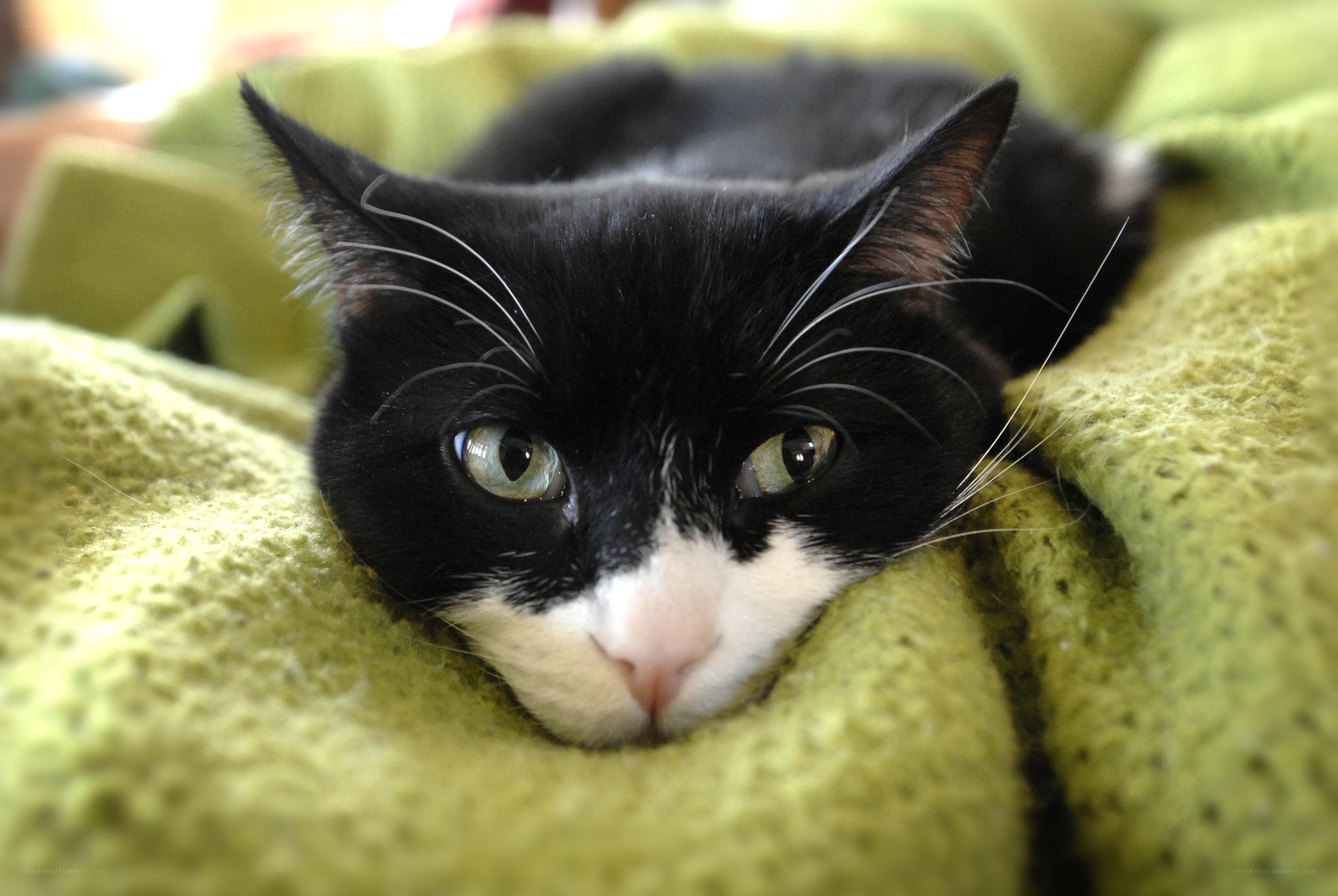 black and white cat resting