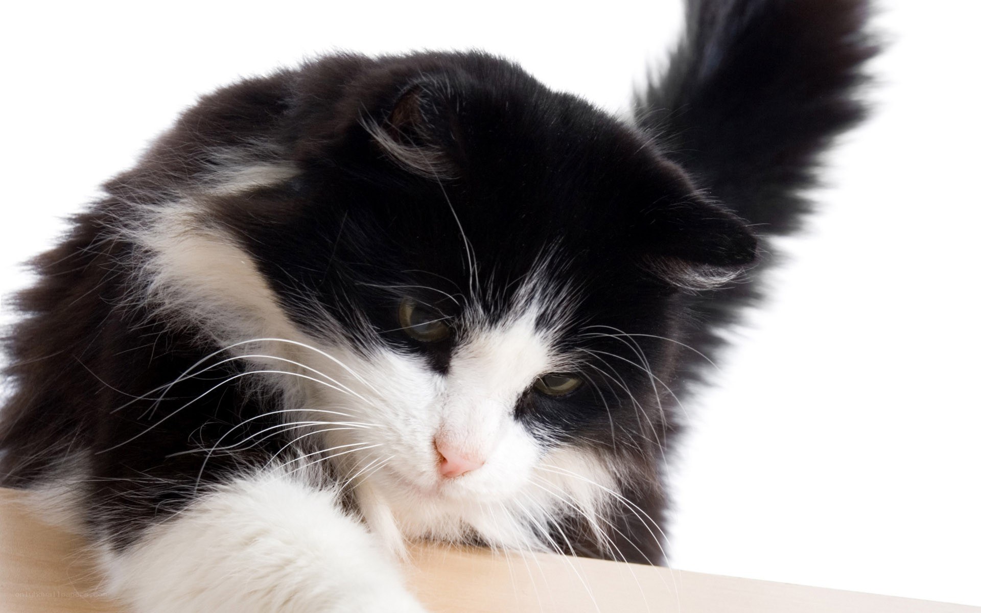 black and white cat resting