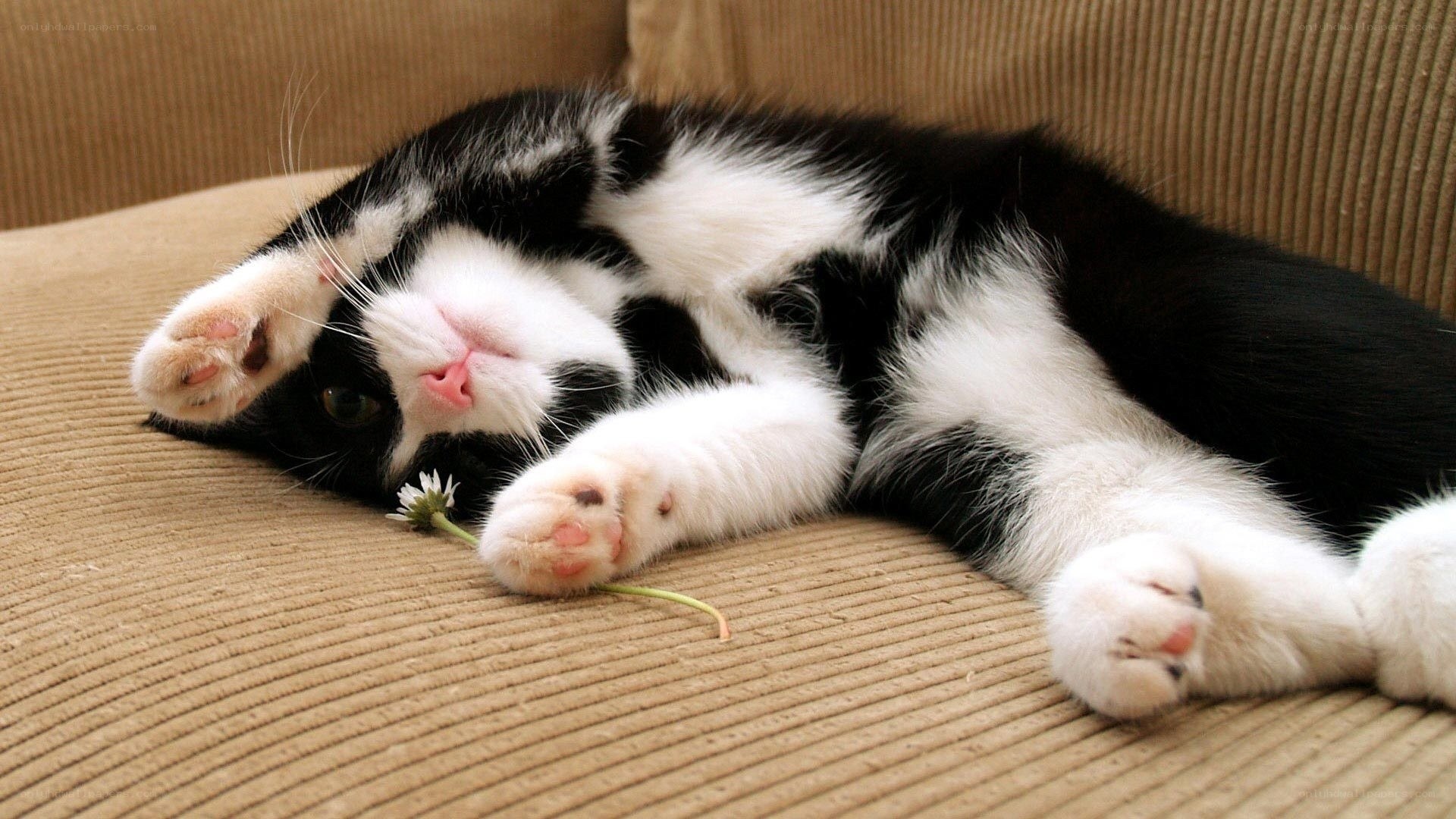 Black and white cat resting