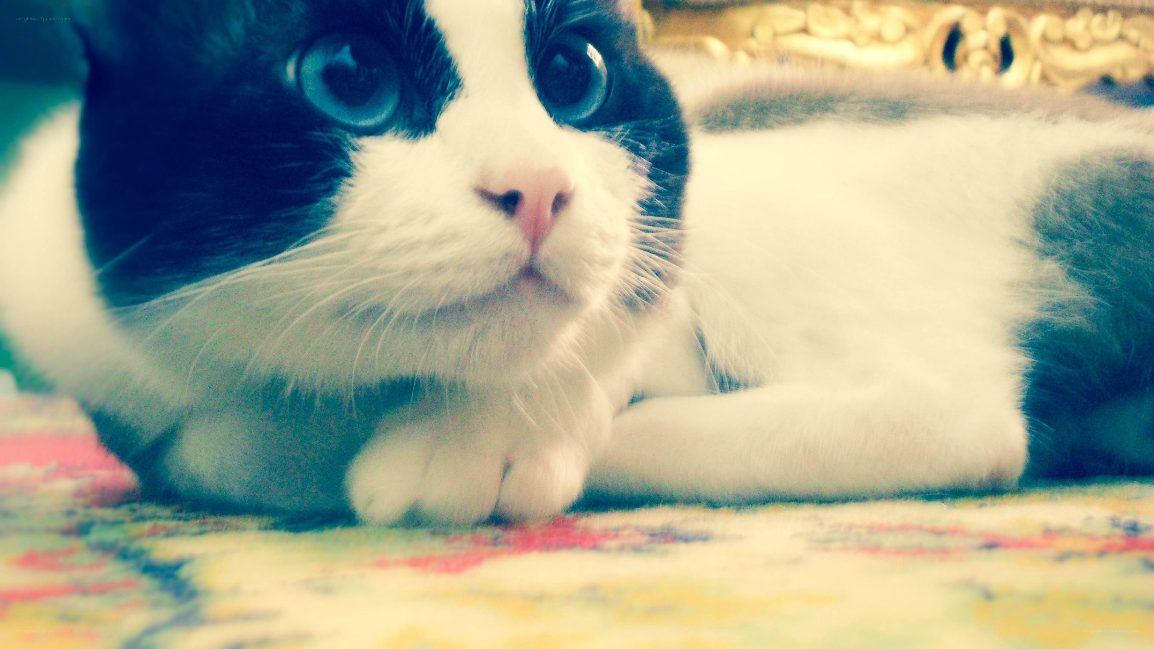 black and white cat resting