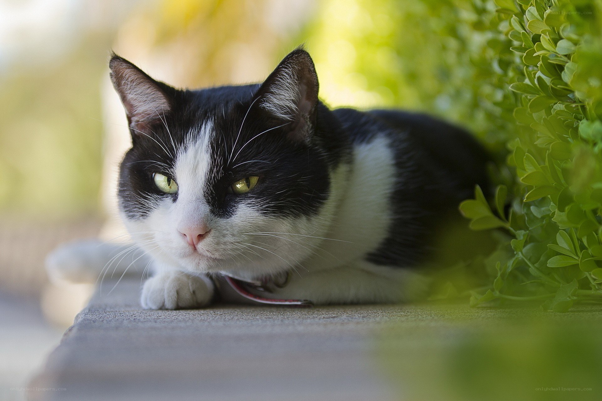 black and white cat resting