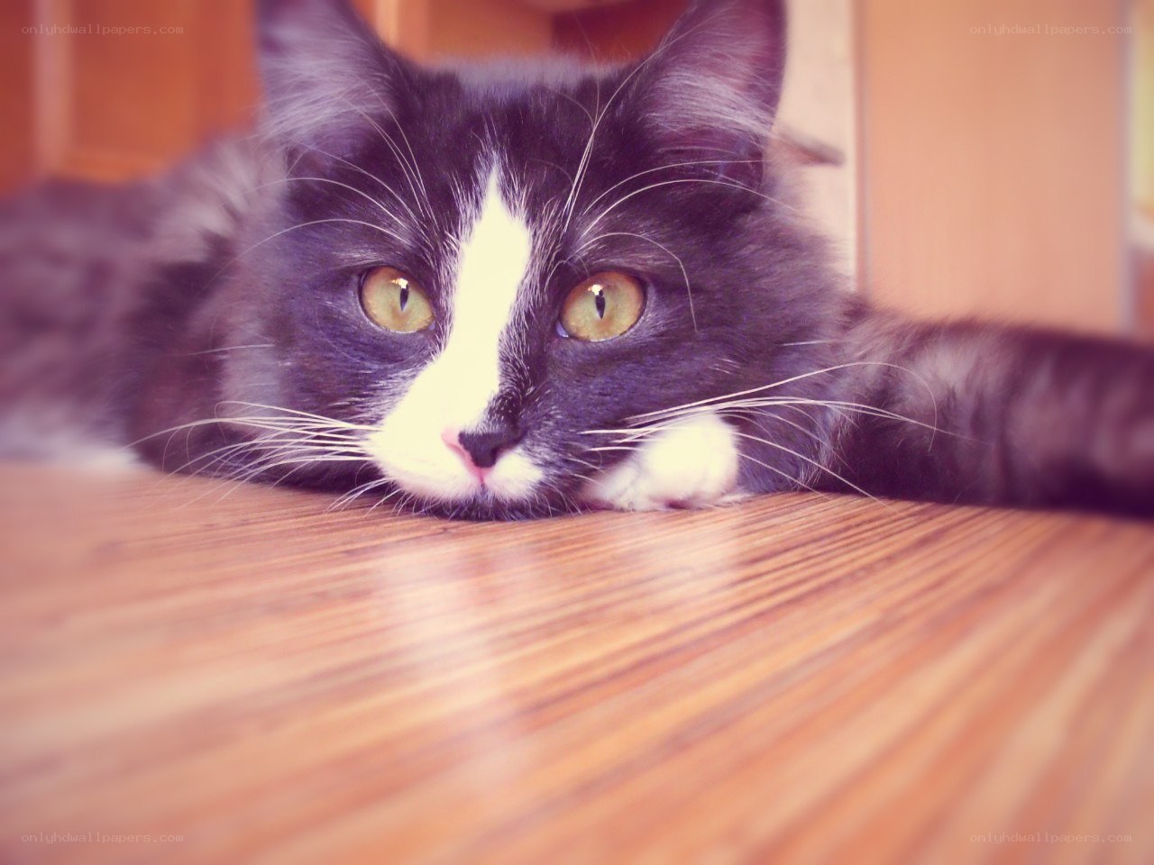 black and white cat resting