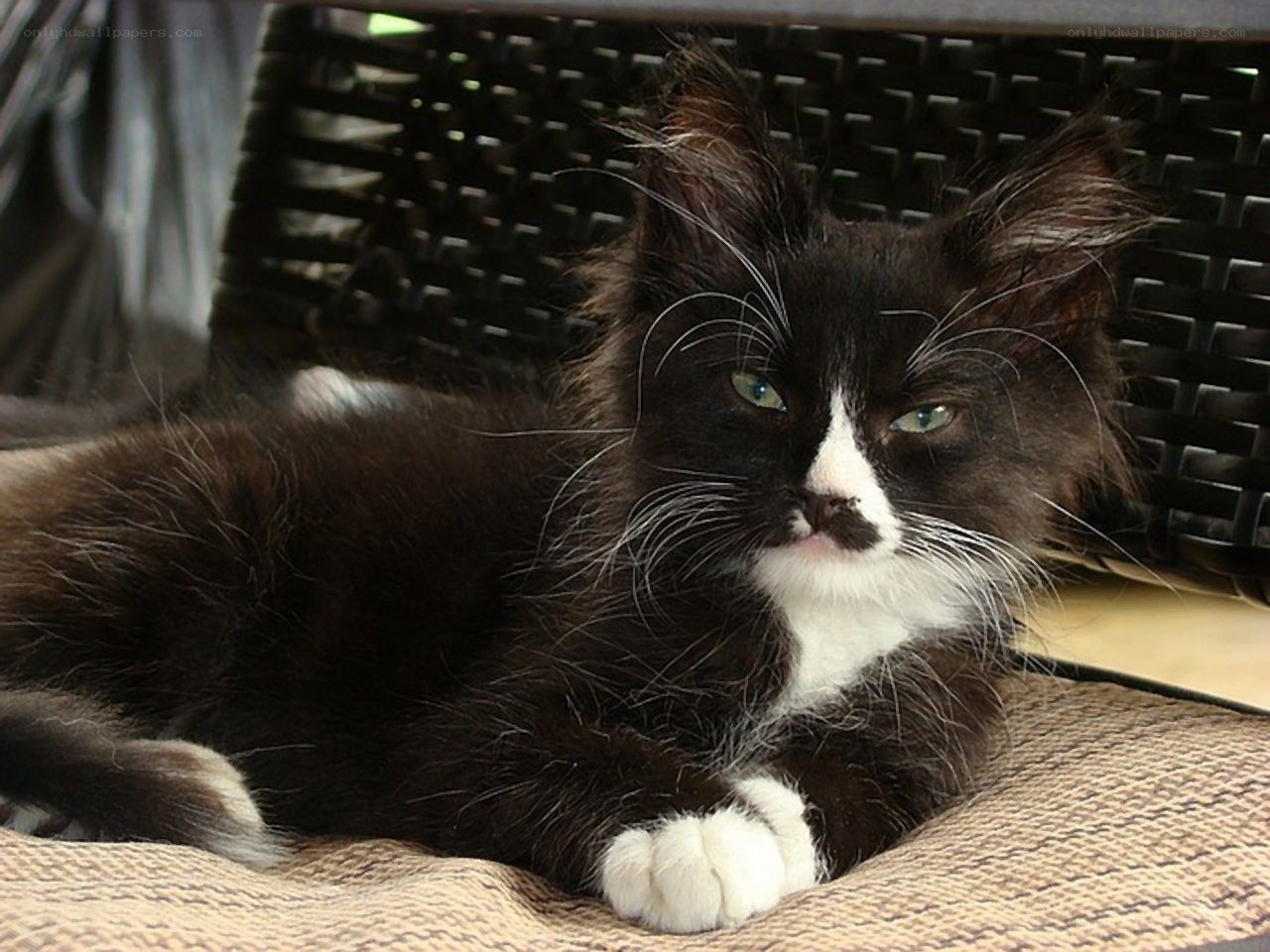 black and white cat resting