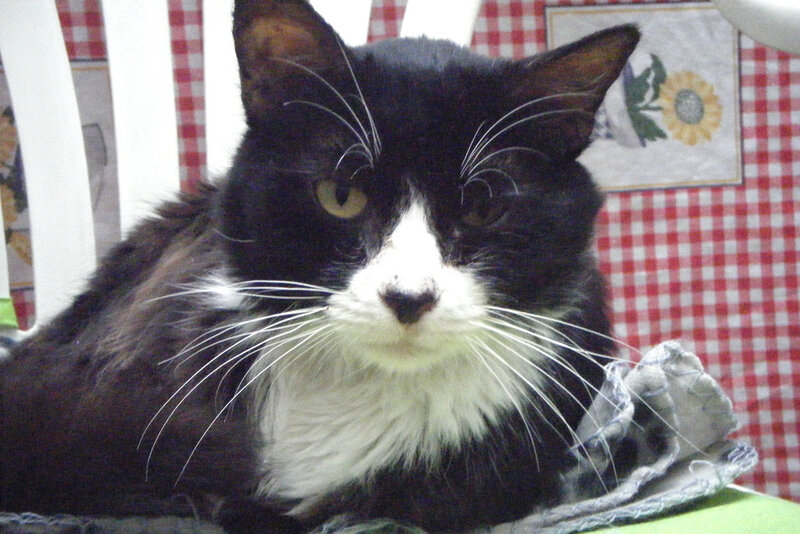 black and white cat resting