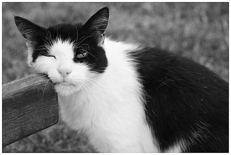 black and white cat resting
