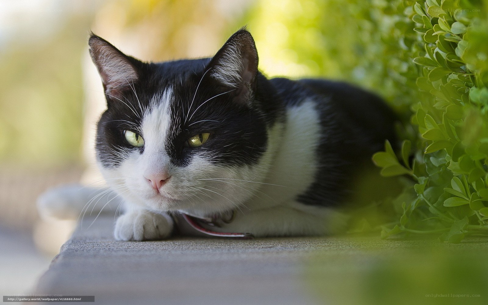 black and white cat resting