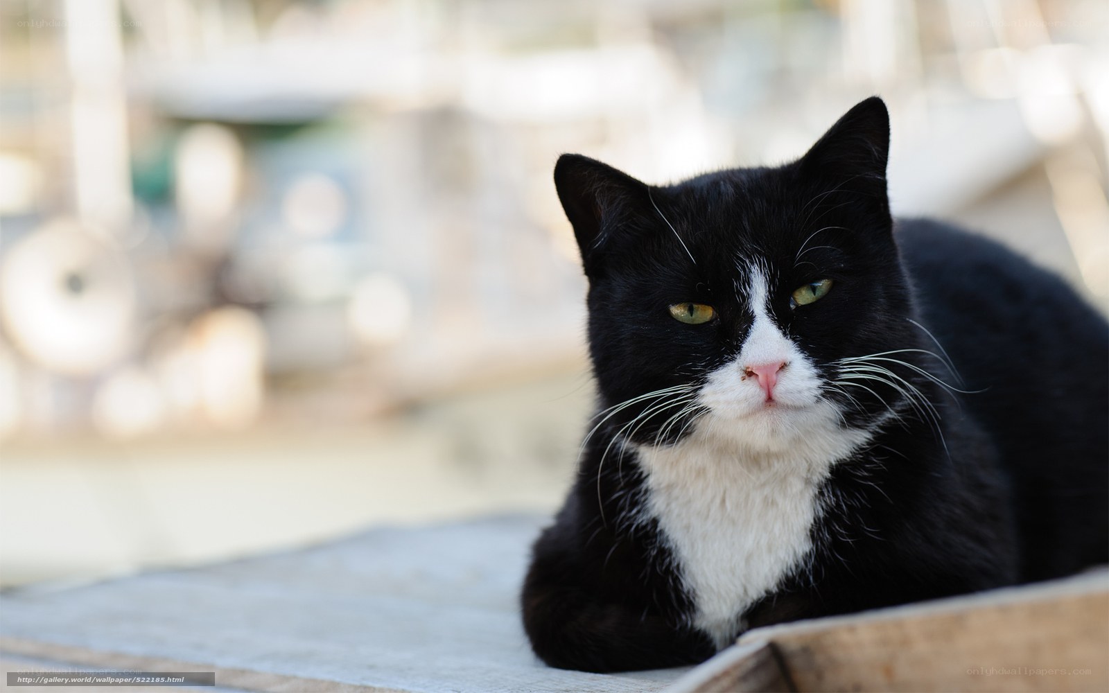 black and white cat resting