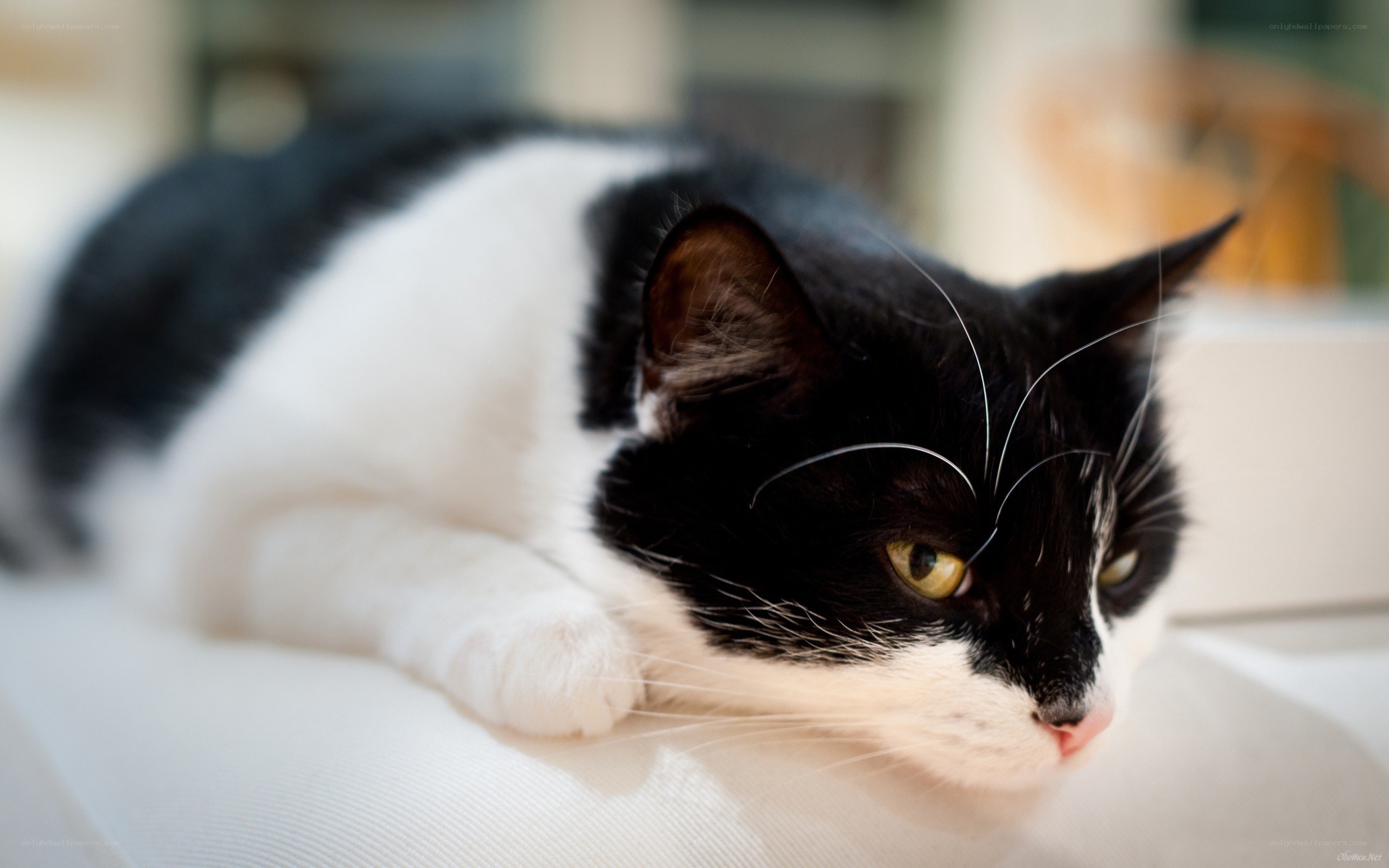 black and white cat resting
