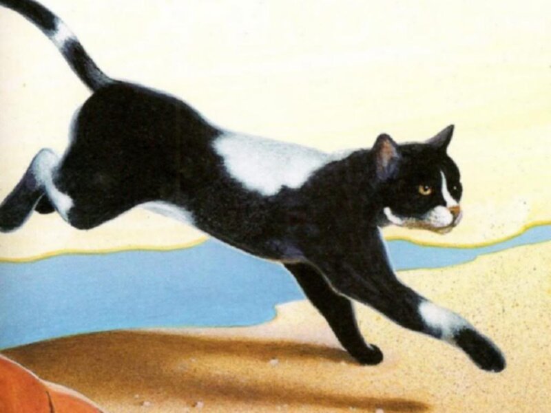 Black and White Cat Running