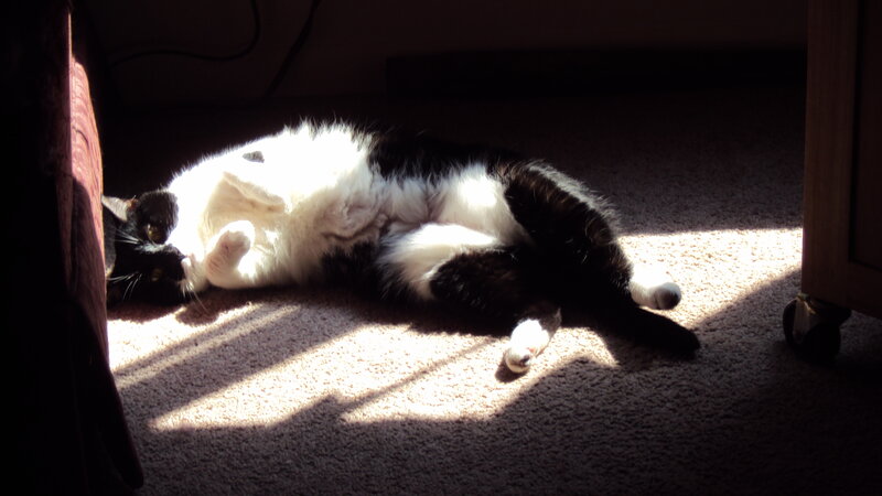 Black and White Cat — Serene, Afternoon, Photograph