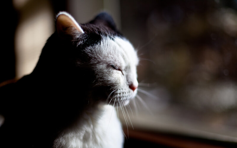 Black and White Cat — Serene, Afternoon