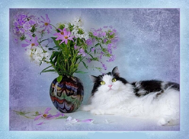 Black and White Cat — Serene, Photograph