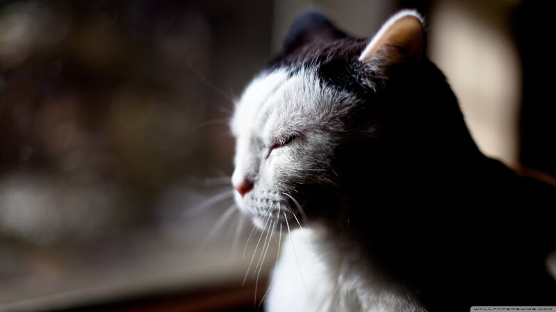 Black and White Cat — Serene, Photograph, Window