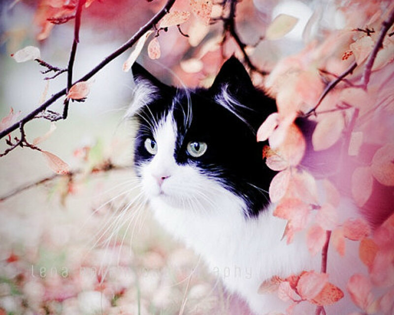 Black and White Cat — Serene, Spring
