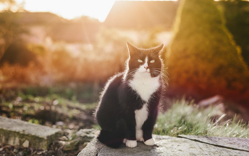 Black and White Cat — Serene, Sunset, Photograph