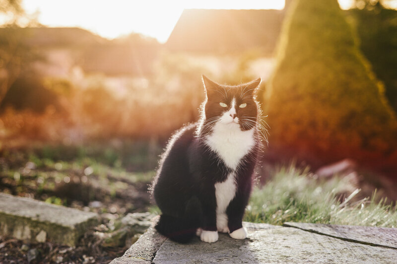 Black and White Cat — Serene, Sunset