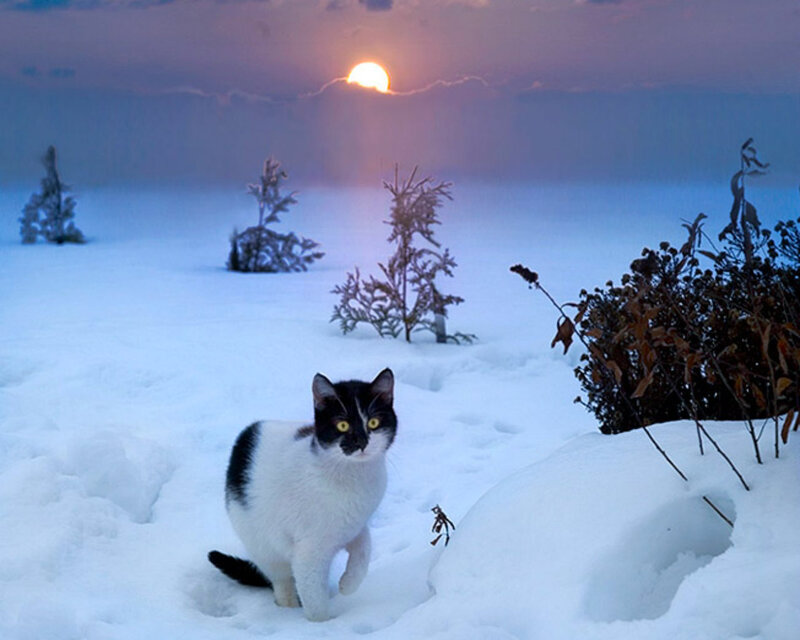 Black and White Cat — Serene, Winter