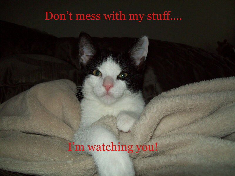Black and White Cat — Serious