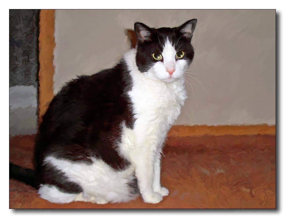 black and white cat sitting