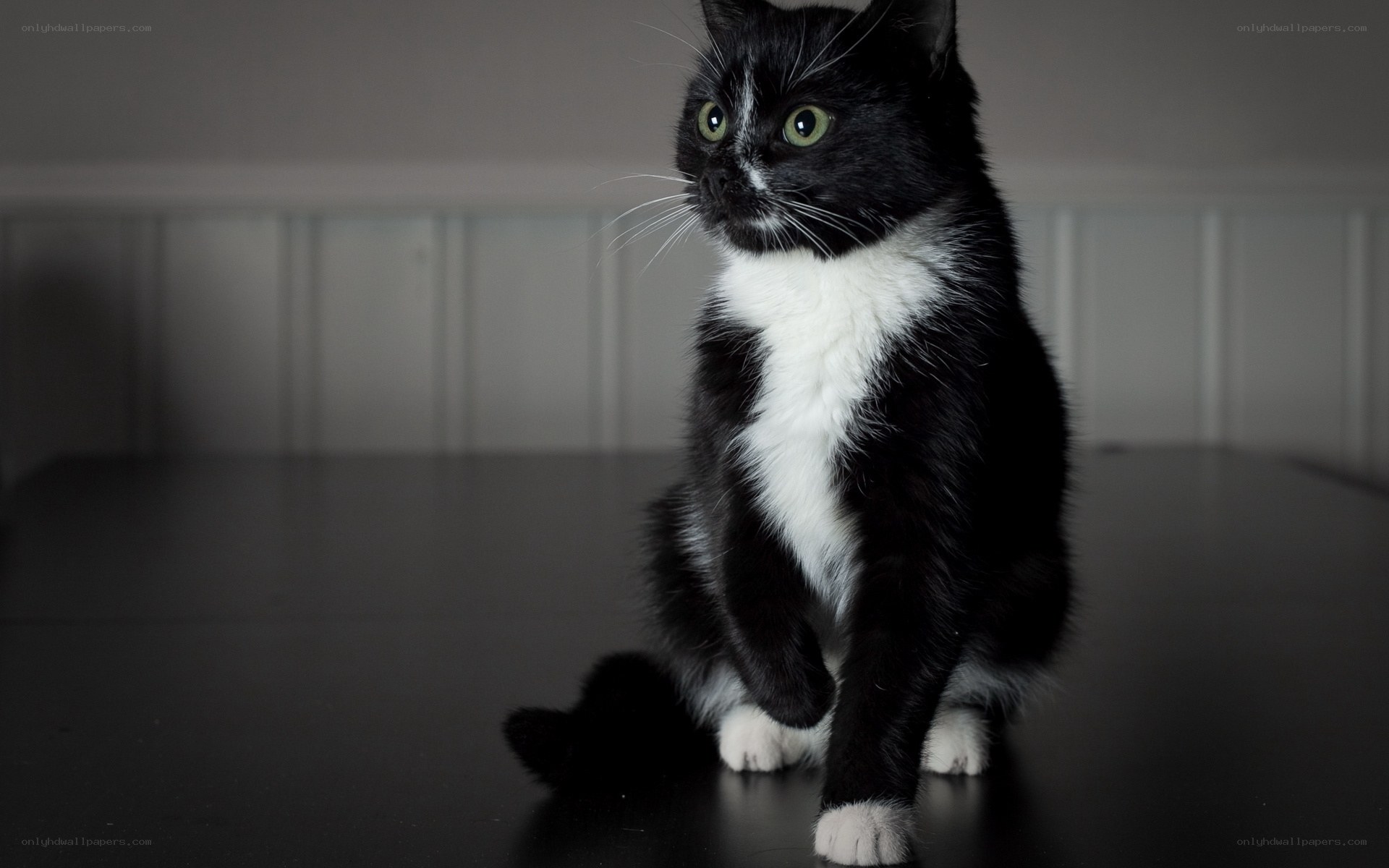black and white cat sitting