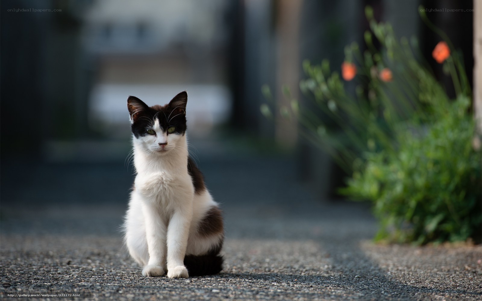 black and white cat sitting