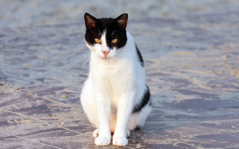 black and white cat sitting