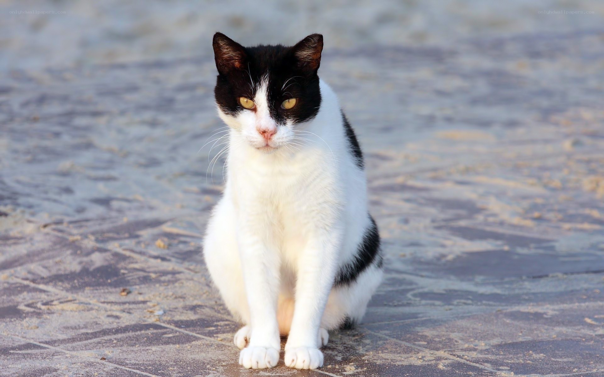 black and white cat sitting