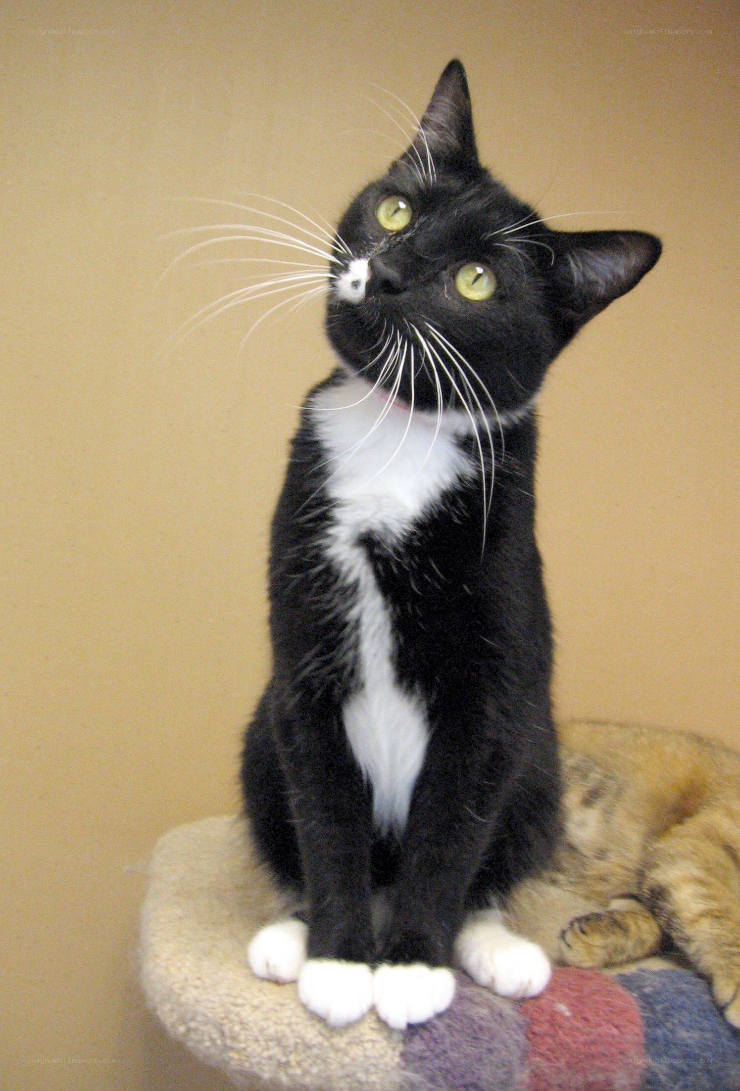 black and white cat sitting