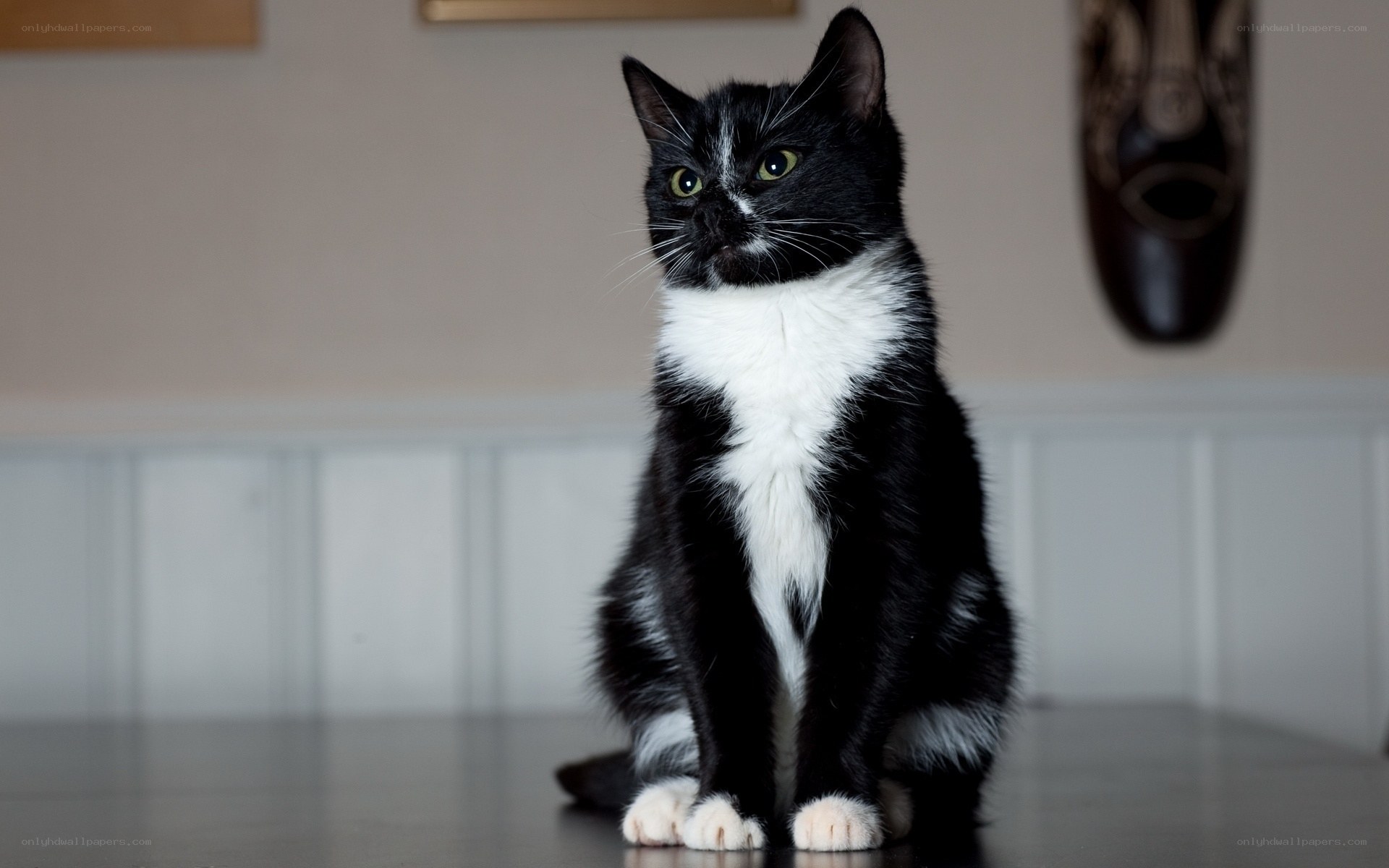 black and white cat sitting