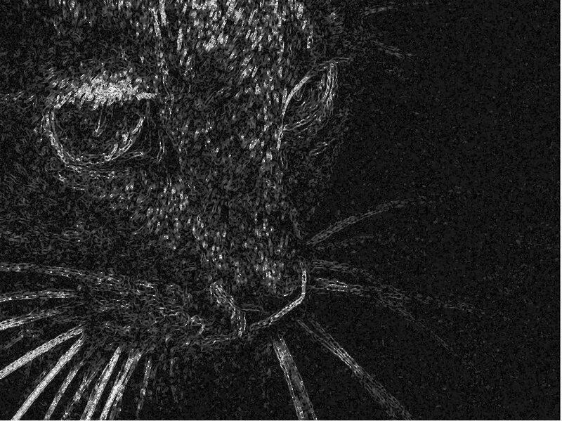 black and white cat sketch