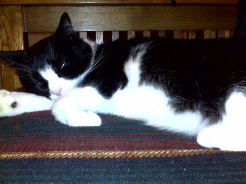 Black and white cat sleeping