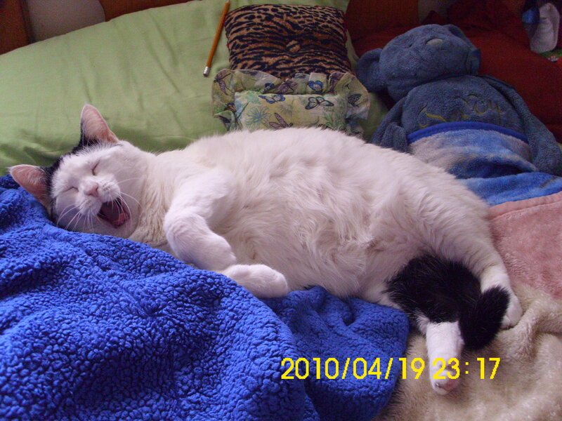 Black-and-white Cat Sleeping — Blue