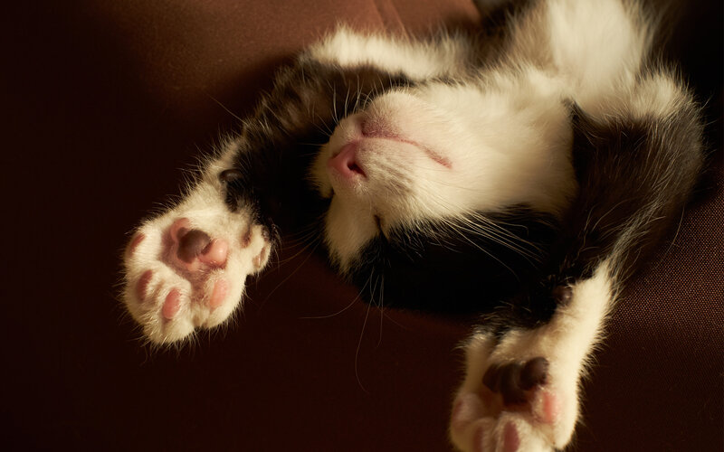Black and White Cat Sleeping — Brown