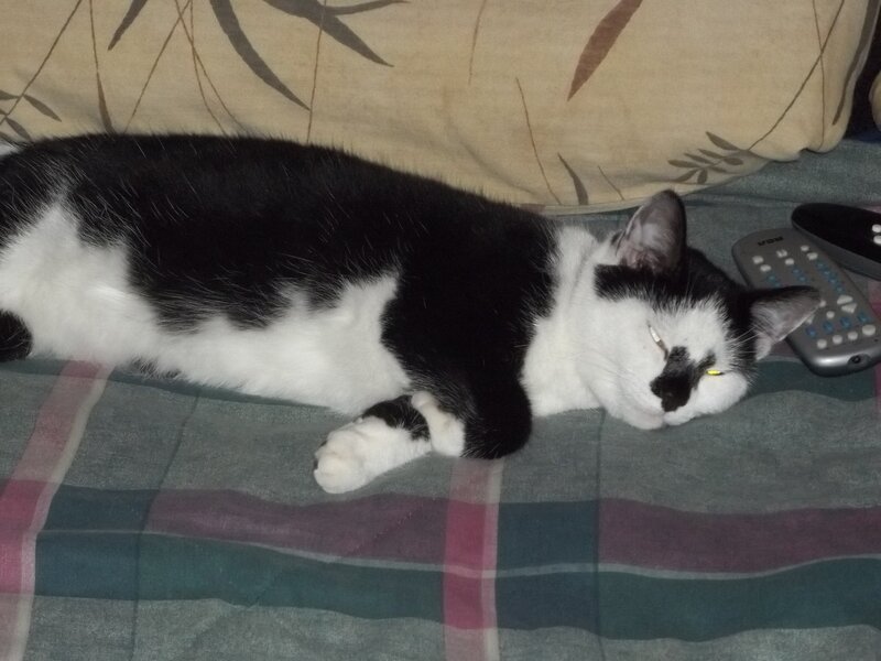 Black and White Cat Sleeping — Calm, Night