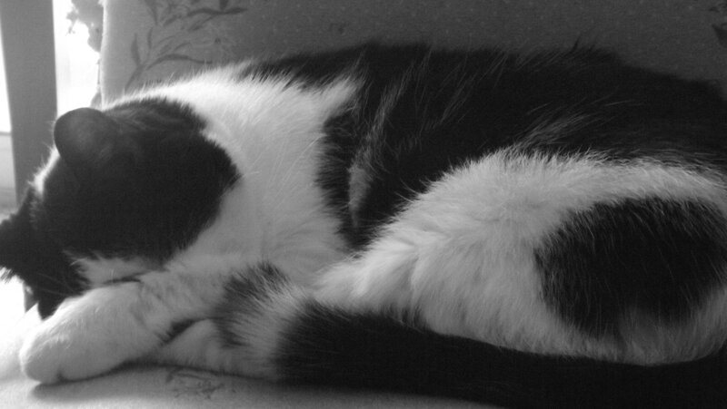 Black and White Cat Sleeping — Calm, Photograph, Couch