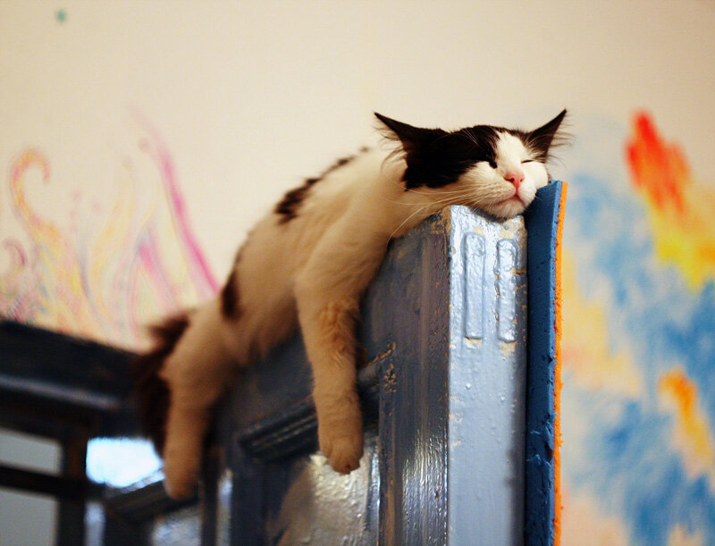 Black and White Cat Sleeping — Calm, Photograph