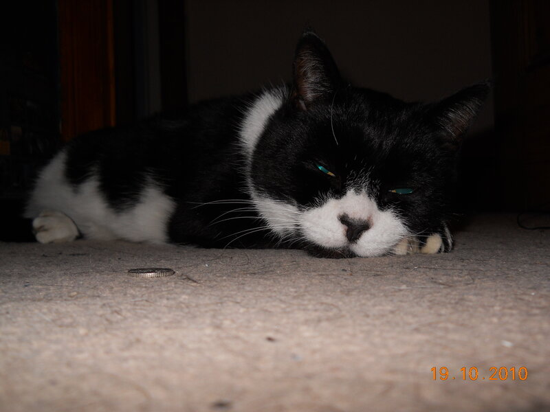 Black and White Cat Sleeping — Calm