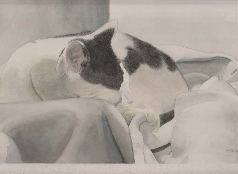 Black and White Cat Sleeping — Gray