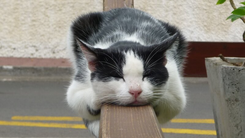 Black and White Cat Sleeping — Peaceful, Afternoon, Photograph, Wooden Beam