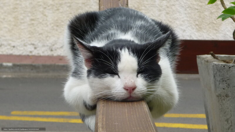 Black and White Cat Sleeping — Peaceful, Afternoon, Photograph, Wooden Rail
