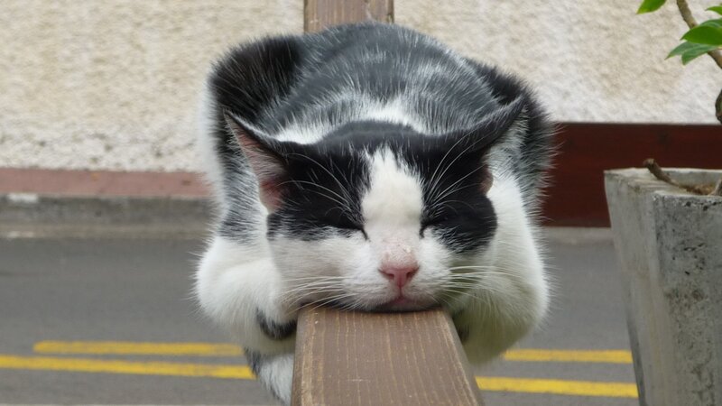 Black and White Cat Sleeping — Peaceful, Afternoon
