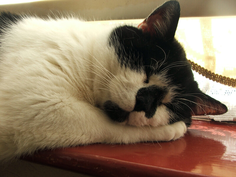 Black and White Cat Sleeping — Peaceful, Morning